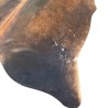Large Brown Cowhide Rug | Large Brown Cow Hide | Brown Hair on Hide
